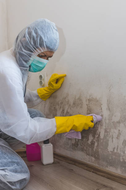 Best Mold Removal for HVAC Installations  in Skyline, AL
